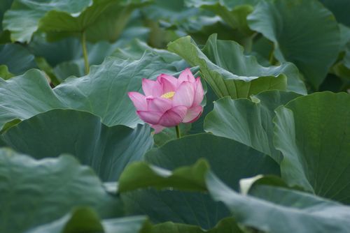 蓮の花