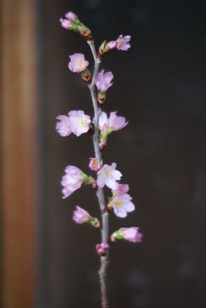 桜