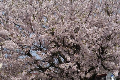 文化会館の桜