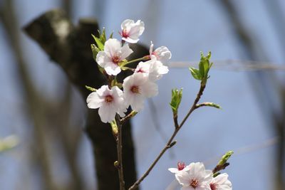 文化会館駐車場の桜