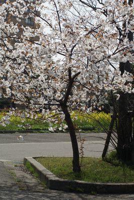 文化会館駐車場の桜