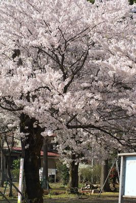 児童公園の桜