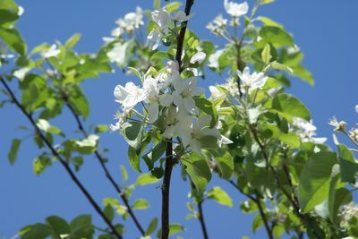 林檎の花