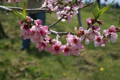 桃の花