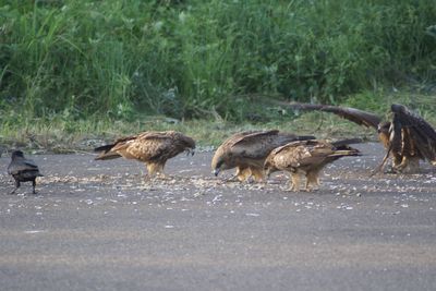 鳶と烏