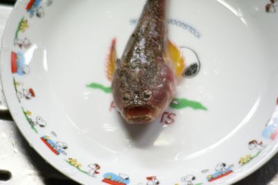 珍しい魚